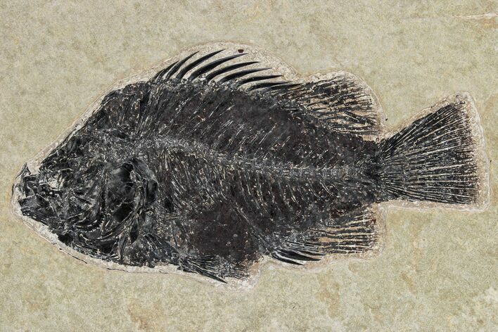 Detailed Fossil Fish (Priscacara) - Wyoming #269785